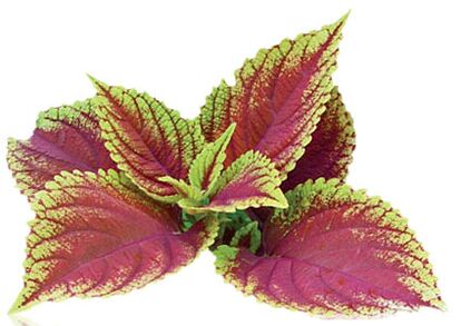 coleus forskolia Reduslim құрамына кіреді